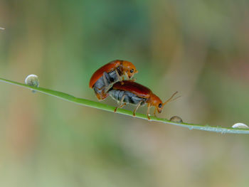 Close-up of insect on plant