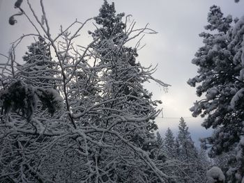 Bare trees against sky