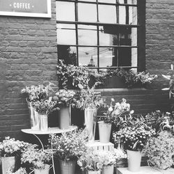 Potted plant on wall