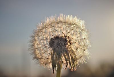Close-up of dandelion on plant