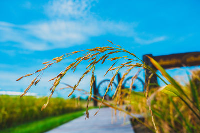 Close-up of crops on field against blue sky