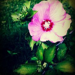 Close-up of pink flowers