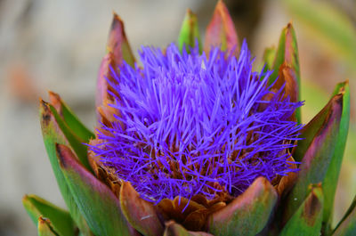 Close-up of purple flowers
