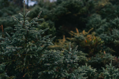 Close-up of plants against trees