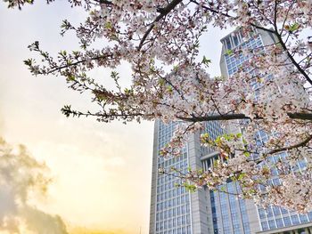 Low angle view of cherry blossoms on branches in city against sky