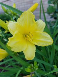 Close-up of yellow flower