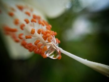 Close-up of white flower with water drop