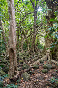 Trees growing in forest