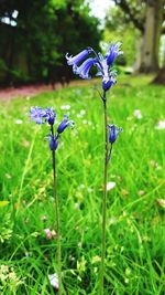 Close-up of purple flowers in field