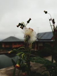 Close-up of flowering plant against sky