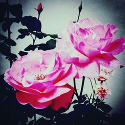 Close-up of pink flowers against sky