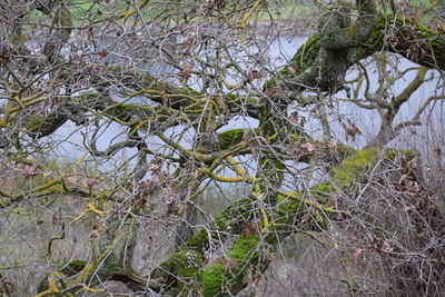 Leaves on tree trunk