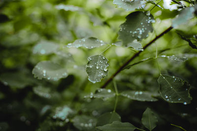 Close-up of water drops on plant