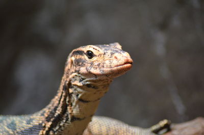 Close-up of lizard 