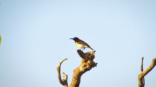 Low angle view of birds perched against clear sky