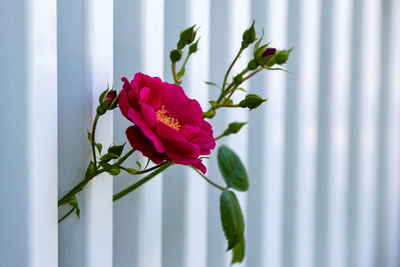 Close-up of pink rose