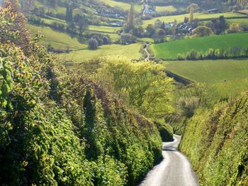 Scenic view of agricultural field