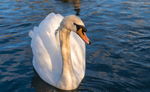 Mute swan swans pair low-level water side view macro animal background portrait