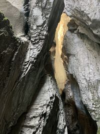 Close-up of tree trunk