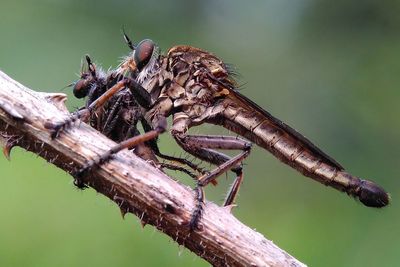 Close-up of insect on plant