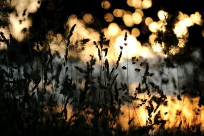 Silhouette plants on field against sky at sunset