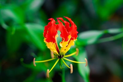 Close-up of red rose flower