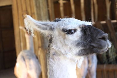 Close-up of goat in pen