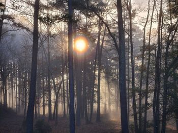 Trees in forest