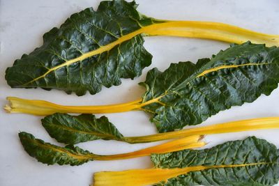 High angle view of leaves in plate on table