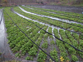 High angle view of corn field
