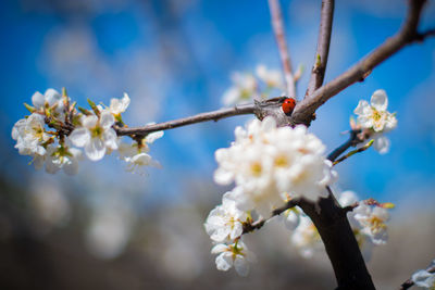 Close-up of cherry blossoms in spring