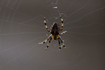 Close-up of spider on web