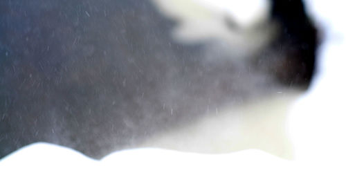 Close-up of snow on mountain