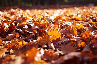 Close-up of autumn leaves