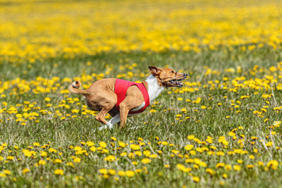 Basenji dog running in red jacket on coursing field at competition in summer