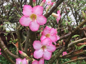 Close-up of pink flowers blooming outdoors