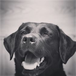 Close-up portrait of dog