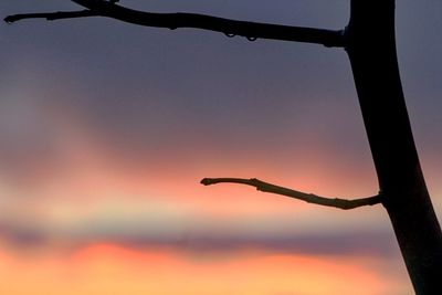 Close-up of silhouette bird against sky during sunset