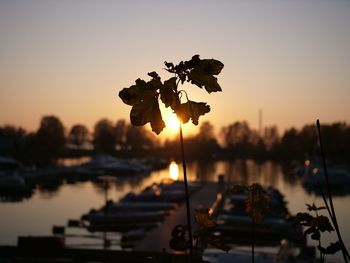 Silhouette plants by lake against sky during sunset