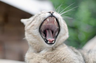 Close-up of cat yawning