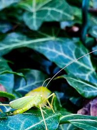 Close-up of insect on leaf