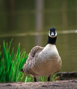 Close-up of duck 