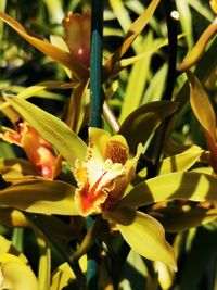 Close-up of yellow flowering plant