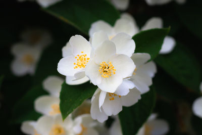 Close-up of white flowering plant