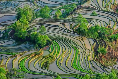 Scenic view of rice field