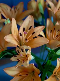 Close-up of white lilies