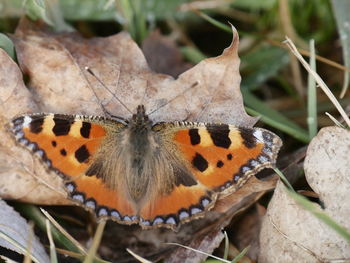 Close-up of butterfly on leaf