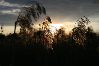 Close-up of plants growing on field against sky