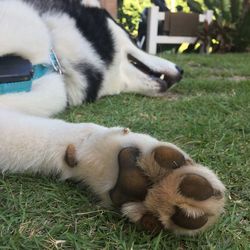 View of a dog lying on grass