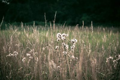 Close-up of flowering plants on field